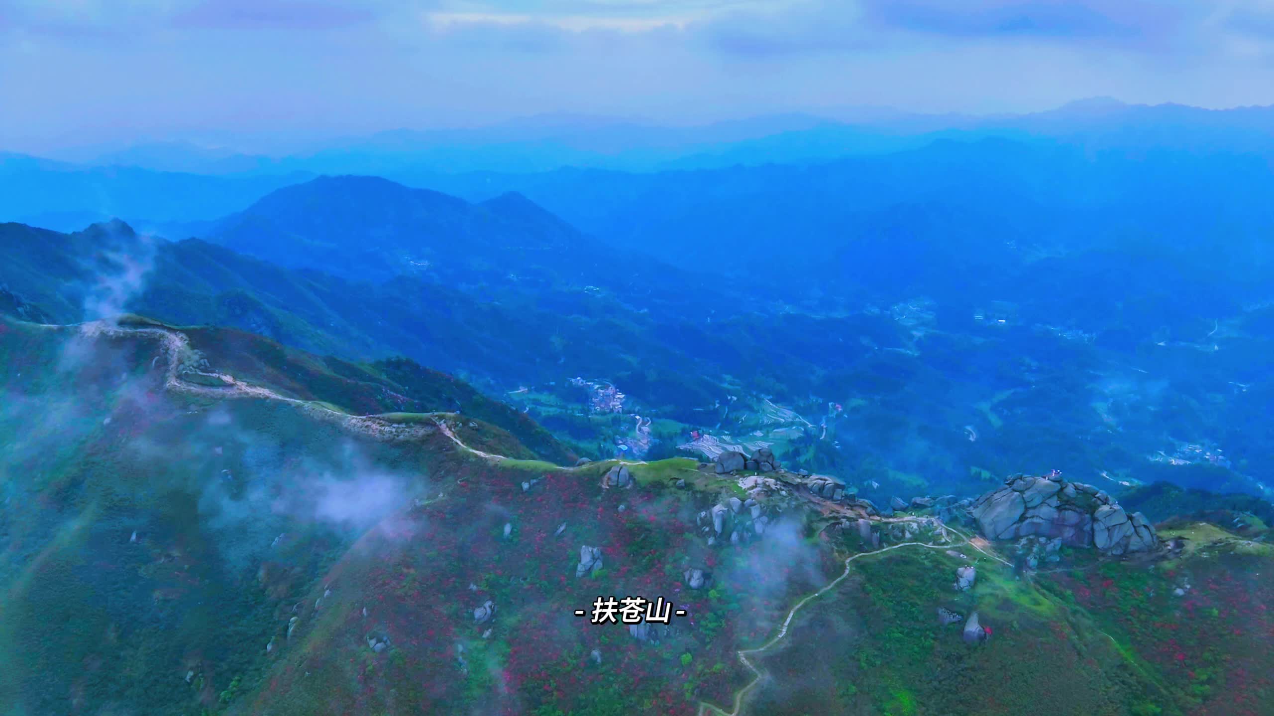 扶苍山杜鹃盛开 云海景观美不胜收