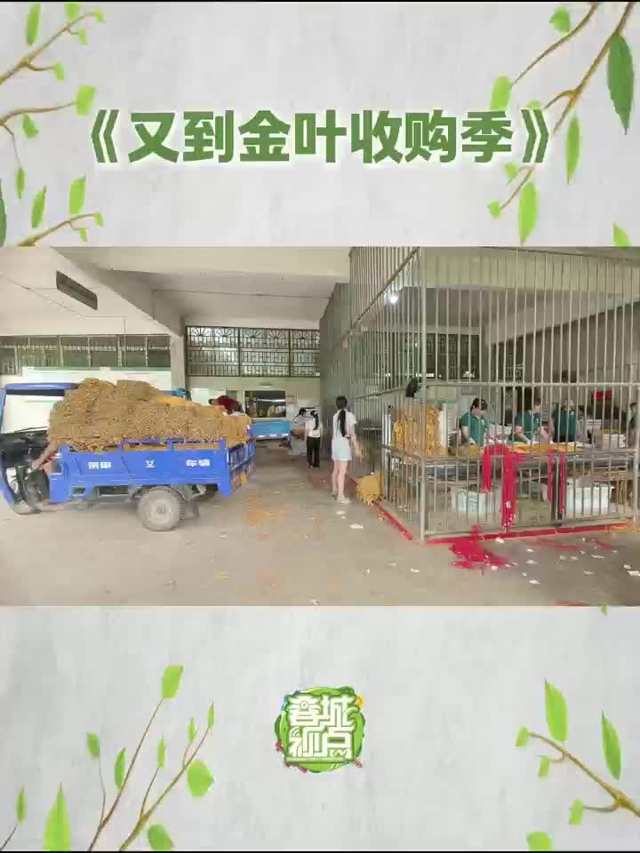 又到金叶收购季