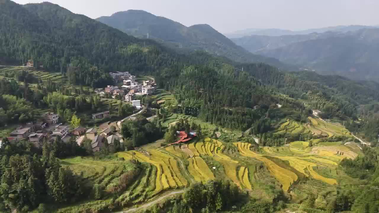 迎国庆 · 庆丰收：高山冷水稻丰收