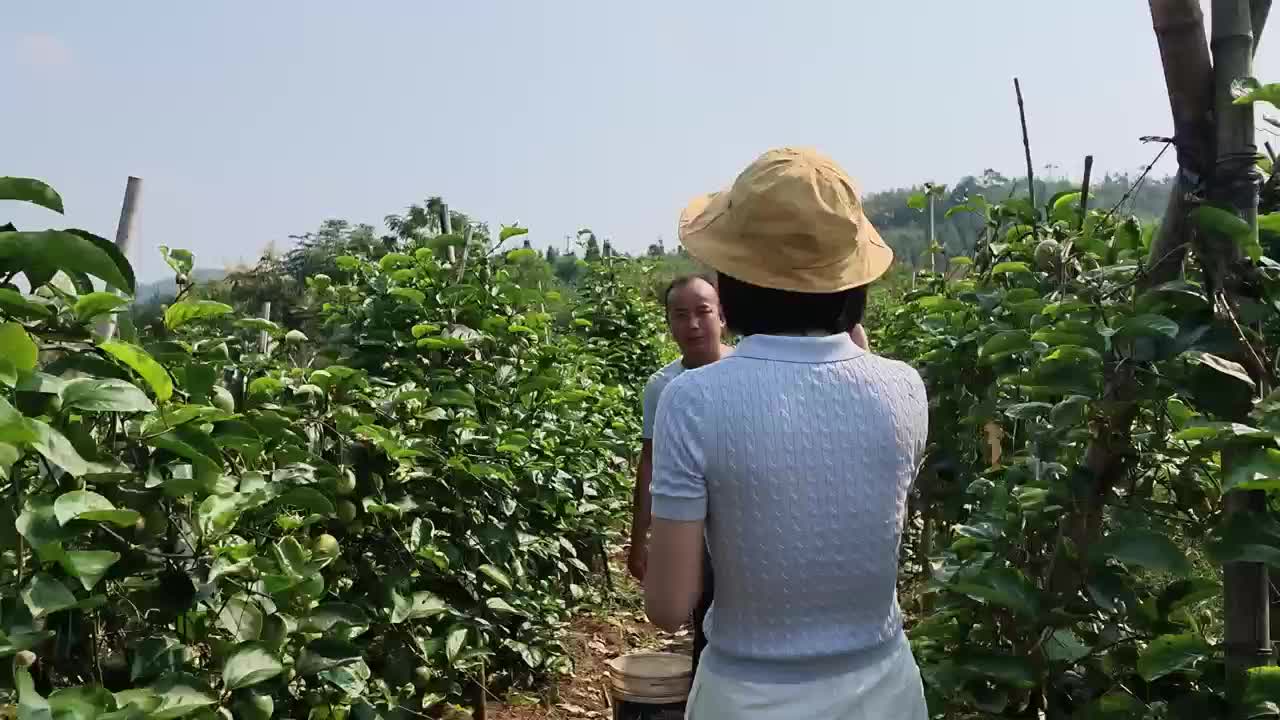 迎国庆·庆丰收：何义庆的种植经