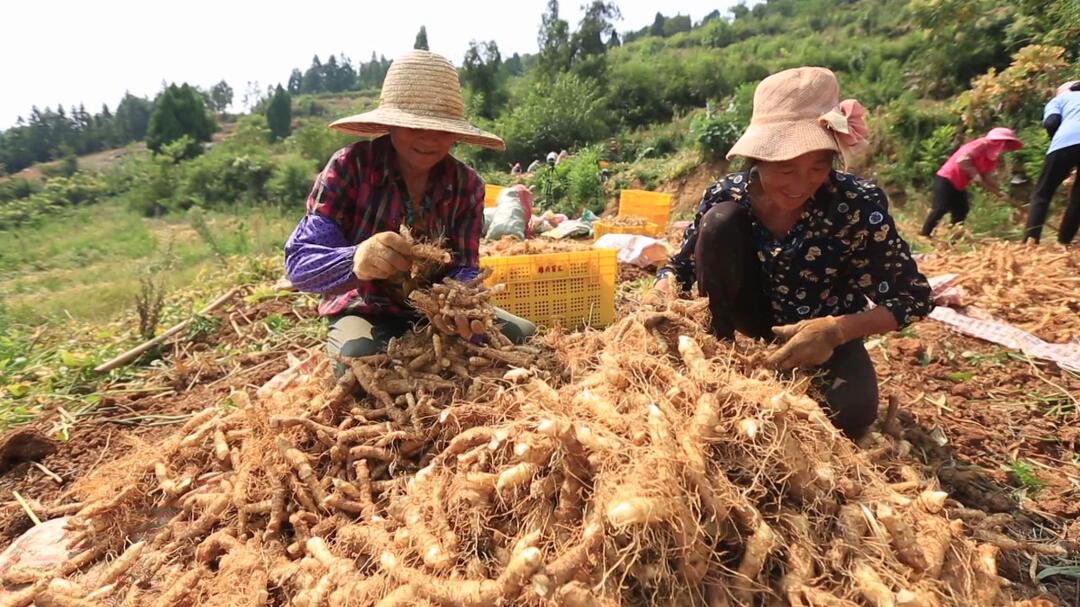 庆祝第四个中国农民丰收节 | 我县4.2万亩玉竹丰收 富一方乡土