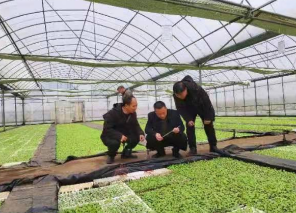 【新春我在岗】烟叶技术人员坚守岗位 确保烟叶生产良好开局