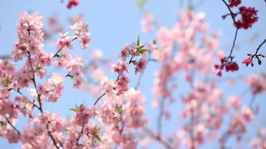 春暖花开！桂阳樱花“季”悄然绽放