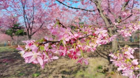 桂阳县宝山樱花园的樱花迎春绽放