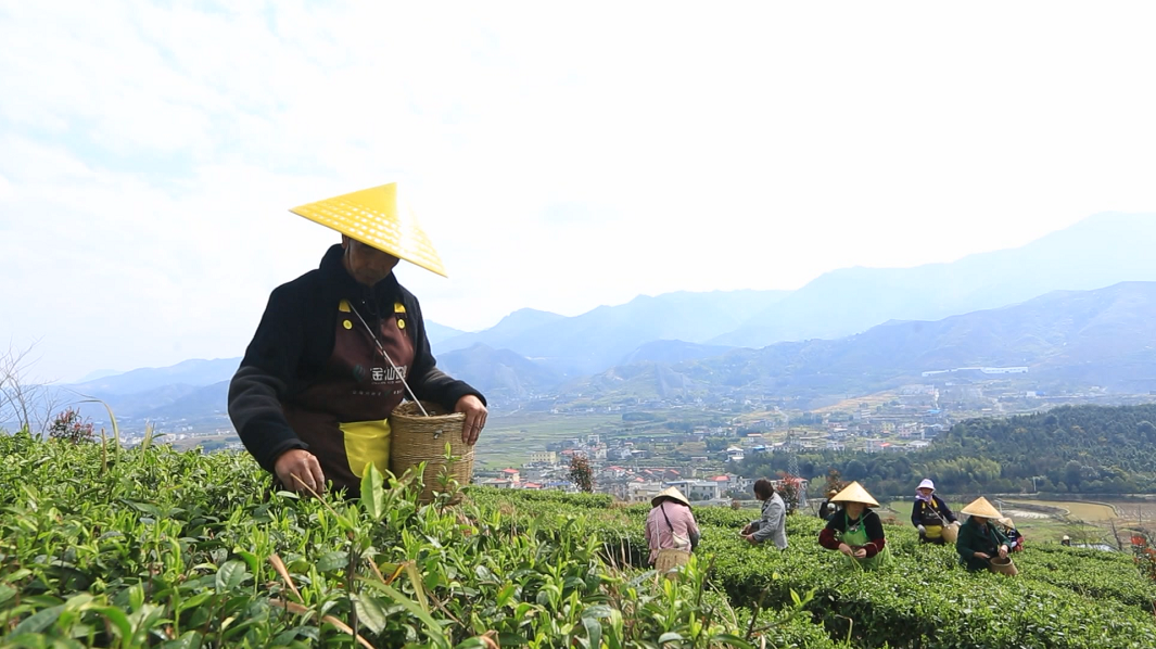 “煤乡”变“茶乡”     茶叶飘香产业旺