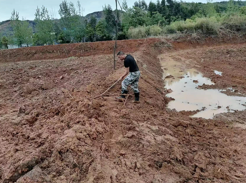 仁义：开荒地上早稻生产忙