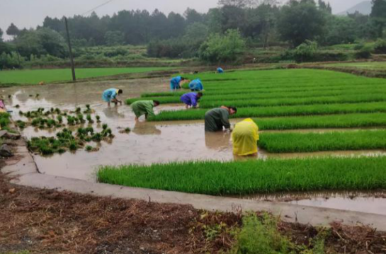 雷坪镇：又是一年秧苗绿  早稻田里春耕忙