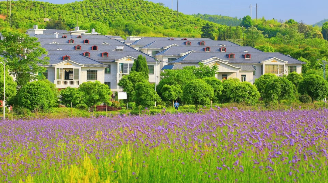 马鞭草花开紫色浪漫  乡村旅游“景”上添“花”