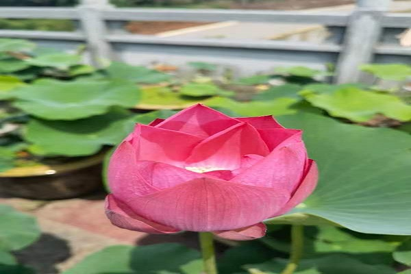 桂阳县雷坪镇：荷花绽放乡村美