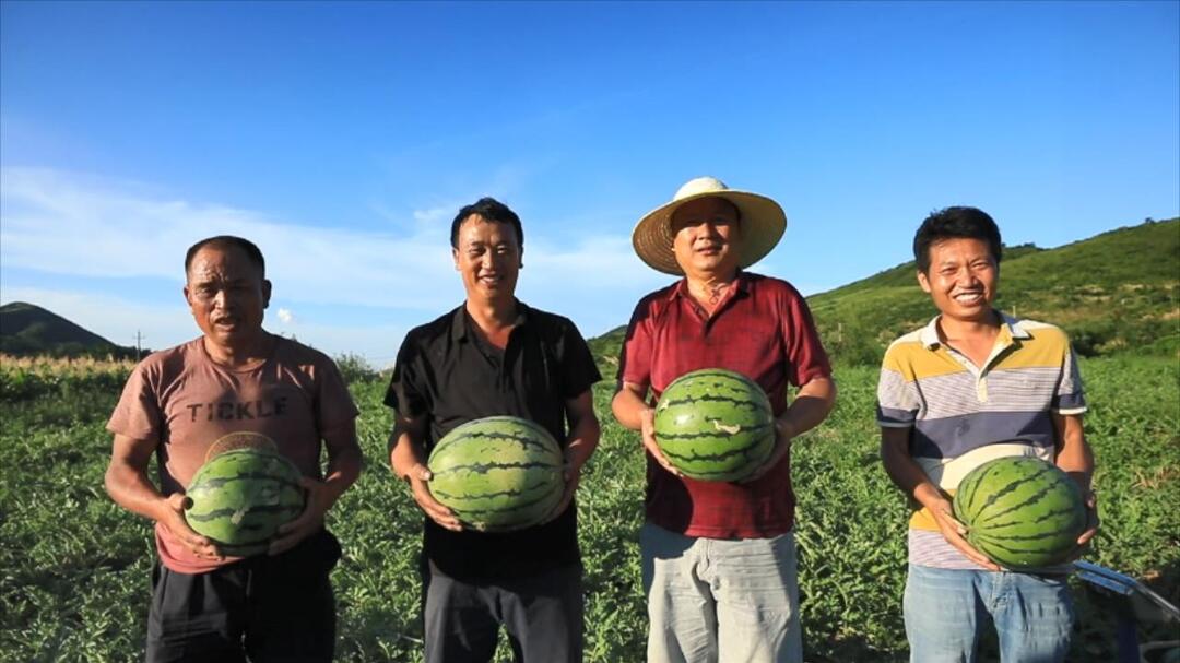 聚焦聚力“十大重点工作”奋力争创“全国百强县”·乡村大振兴  我县各地瓜果飘香 走好产业兴旺路