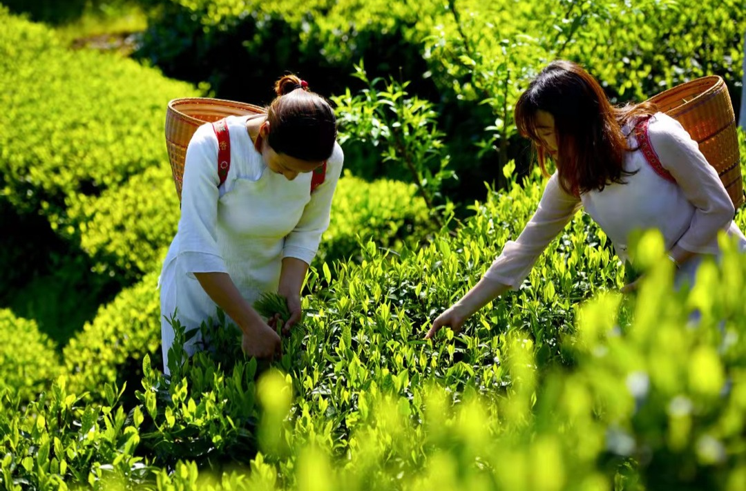 《Hunan leaps forward in poverty fight（湖南推动脱贫致富实现新跨越）》