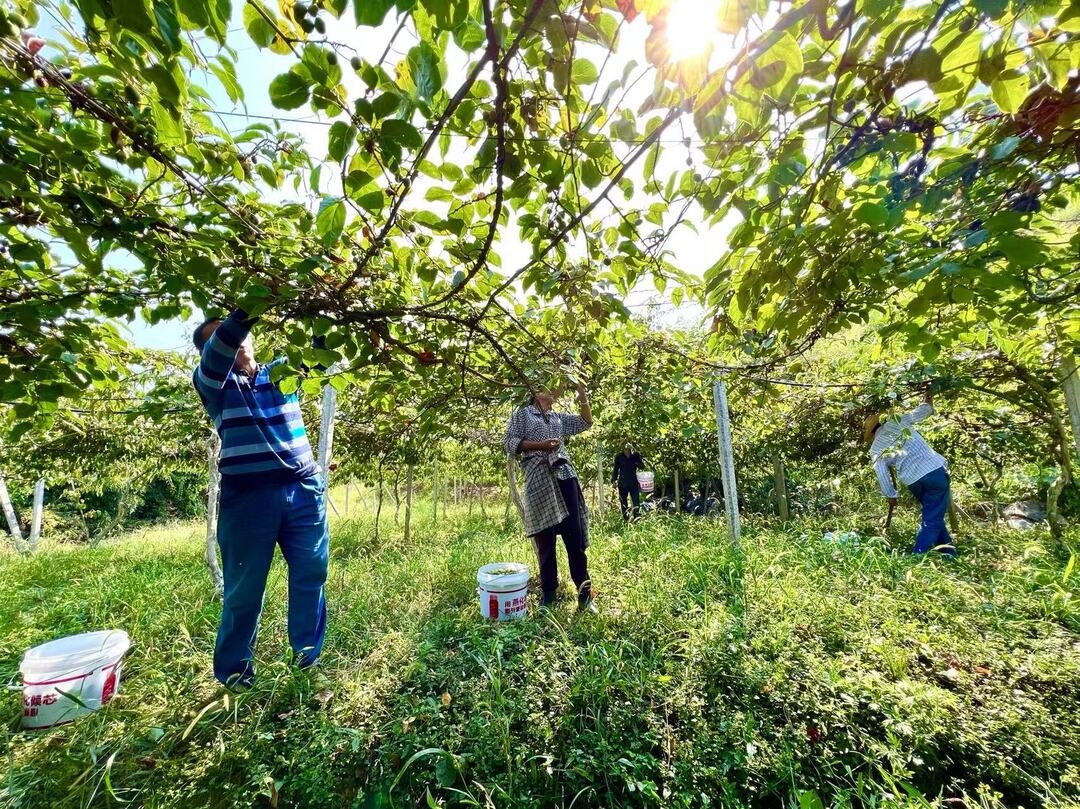 喜迎二十大 | 荷叶镇：软枣猕猴桃迎丰收 “致富果”助力乡村振兴