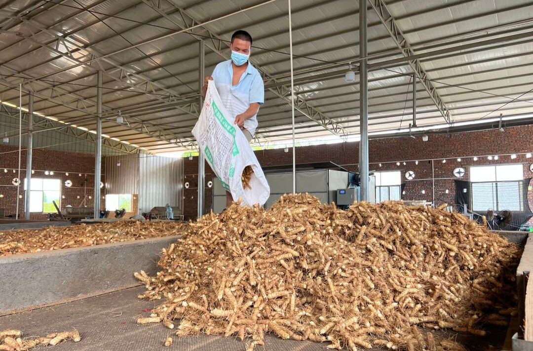 喜迎二十大 | 4.6万亩玉竹丰收 “订单药材”开出富民“良方”