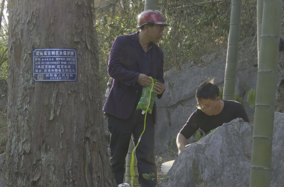 防旱抗旱见行动  | 百年红豆杉挂上了“药水”