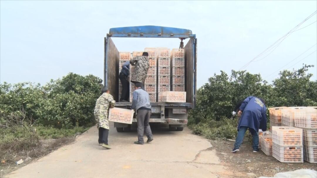 浩塘菖蒲：村企对接解决脐橙销售难题