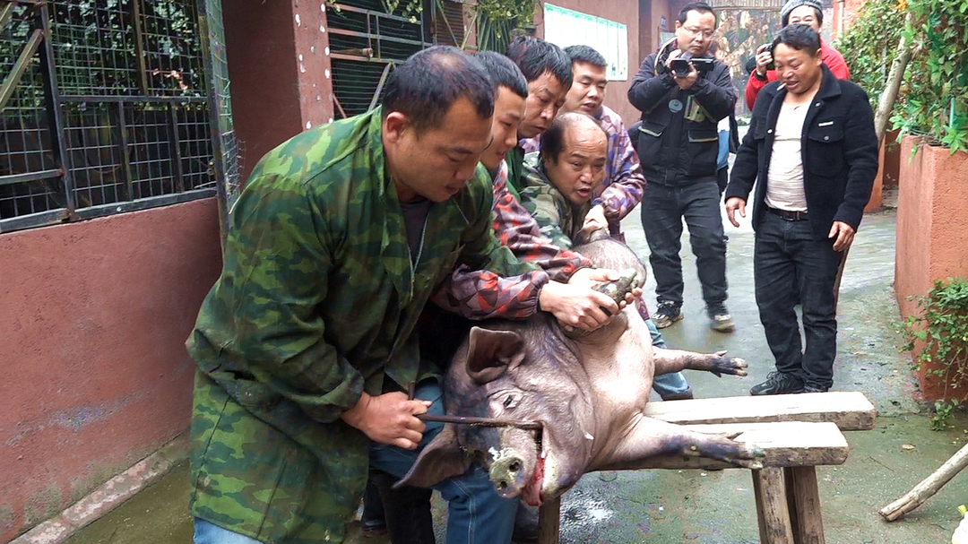 新春走基层 | 杀年猪过新年