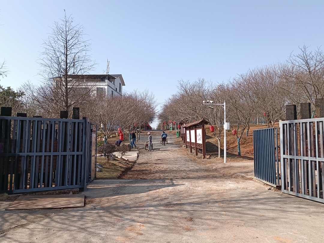 举全县之力 办好旅发会 ｜ 良“郴”美景 “樱”您而来：樱花节项目建设有序推进