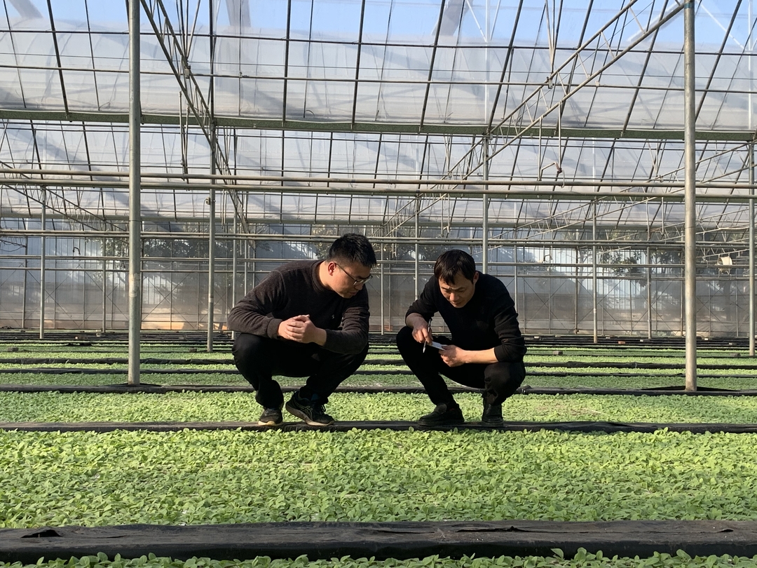 人勤春早：烟苗吐新绿  育苗管护忙