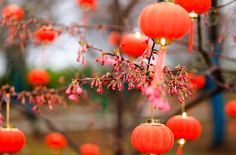 桂阳农科所千亩樱花迎春雨绽放 吸引游客赴浪漫之约