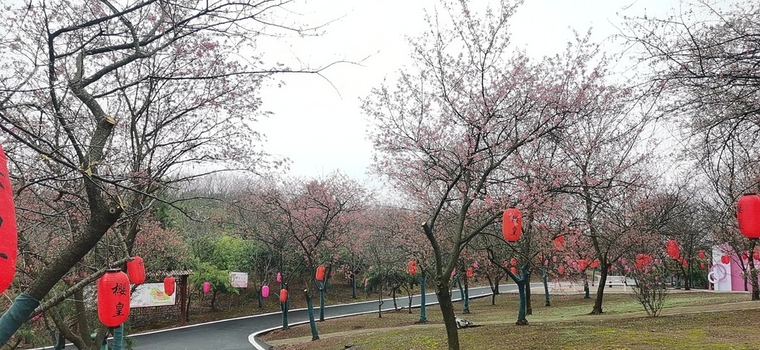举全县之力 办好旅发会 | 良郴美景 樱您而来： 桂阳樱花节将于2月16日开幕