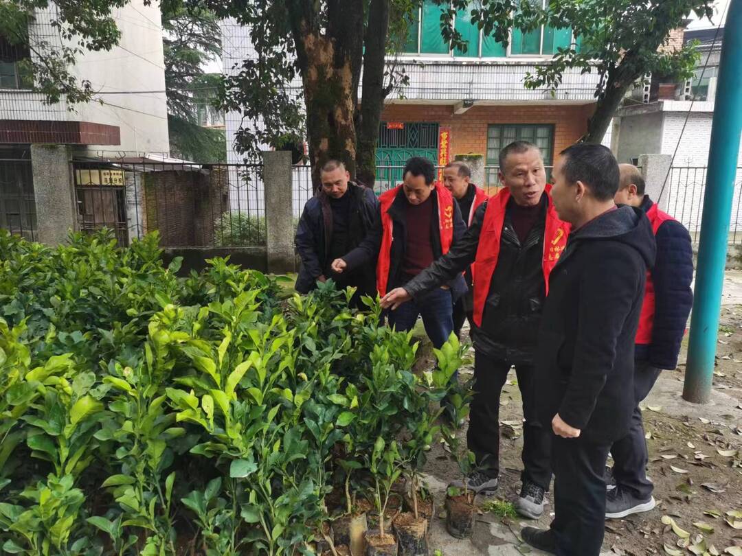 县林业局开展送油茶科技下乡活动