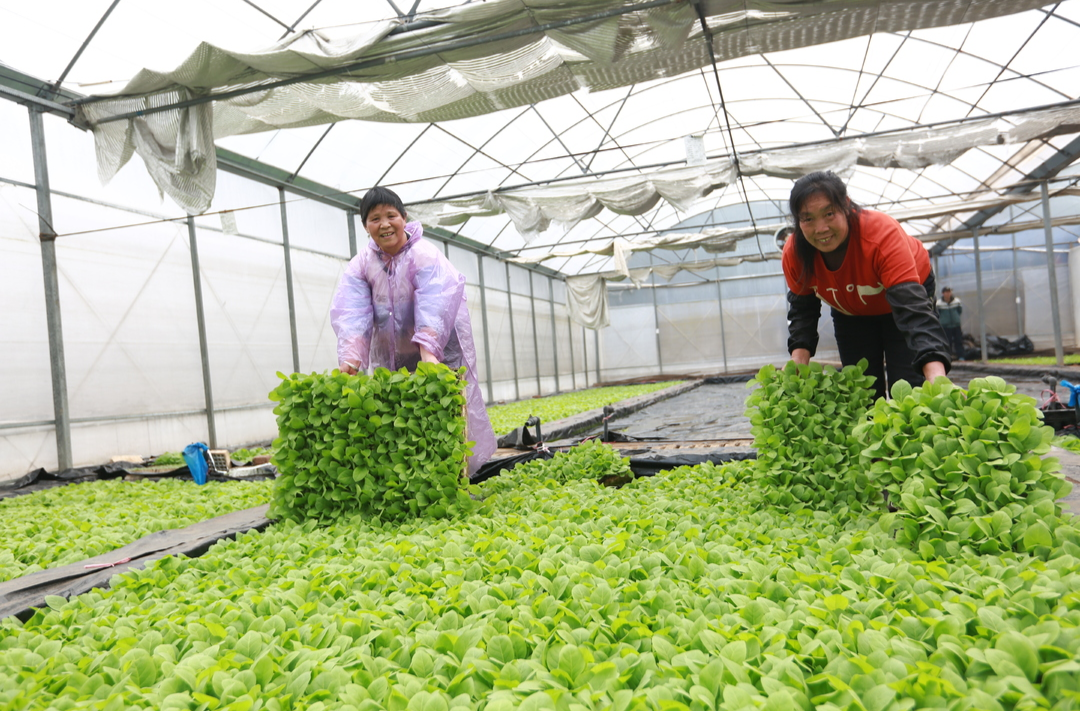 聚焦聚力“十大重点工作”奋力争创“全国百强县”·乡村大振兴  25万亩烟苗寄栽忙 “黄金叶”稳就业助增收