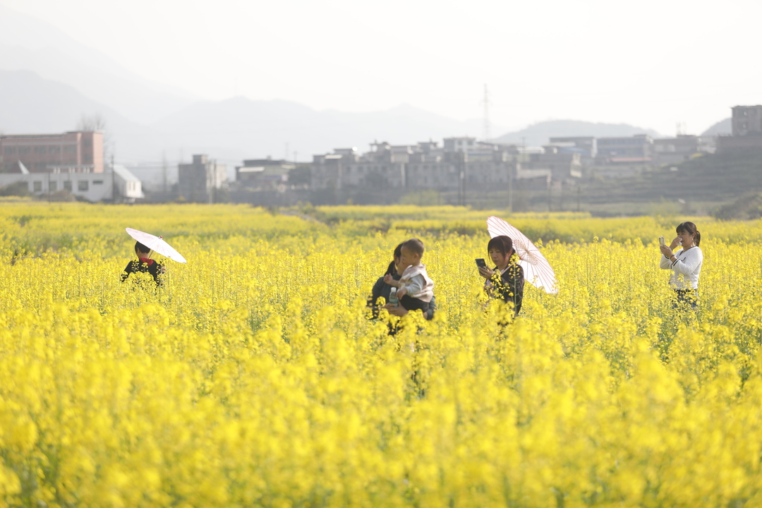 打好“发展六仗” | 太和镇：5000亩油菜花开春意浓   “菜花经济”助农增收