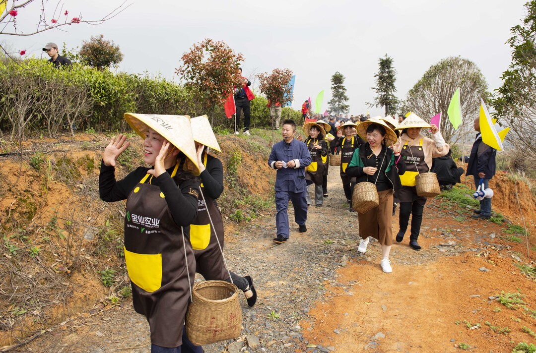 荷叶镇：茶树抽芽吐新绿  嘉宾游客采春茶