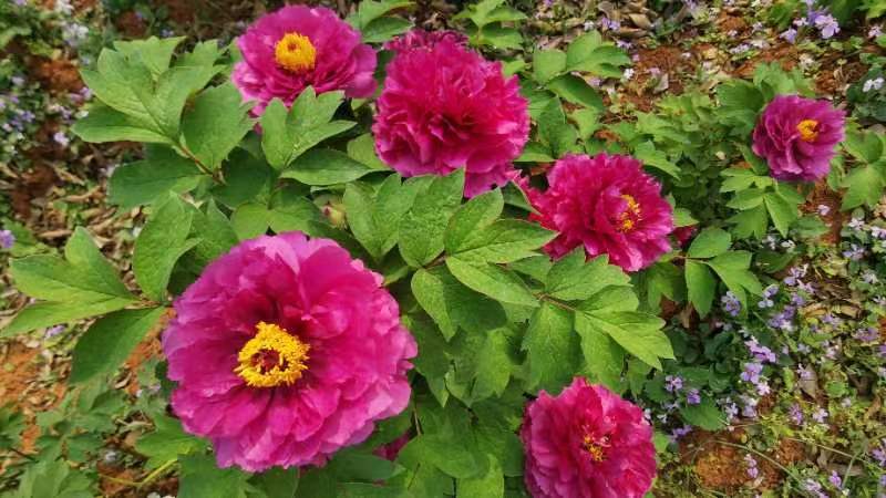 举全县之力 办好旅发会  | 2023年郴州（桂阳）南国牡丹花文化艺术节筹备紧张有序进行