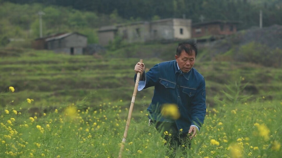 打好“发展六仗” | 紫云英+肥田油菜 为土地“增肥”增效