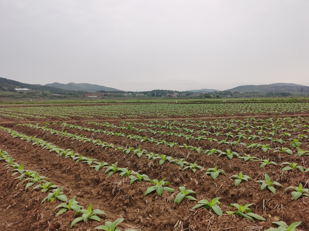 庆丰收  促和美 | 抓好春耕春管   打好丰收基础