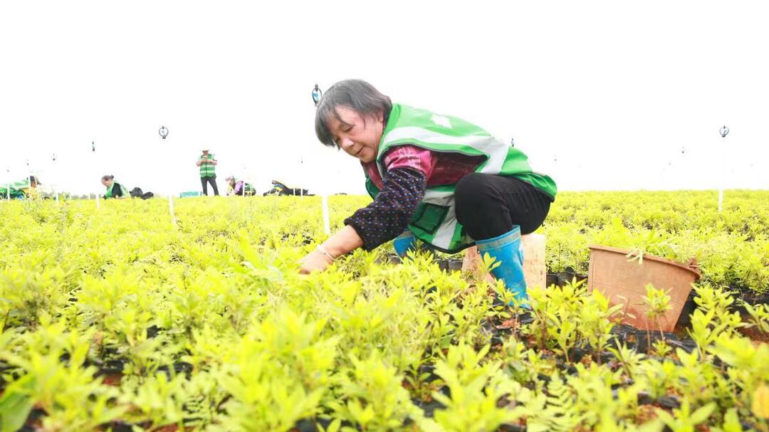 庆丰收  促和美  | 舂陵江镇：苗木产业铺就“绿色”致富路