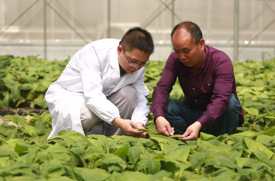 打好“发展六仗” | 21亿头蚜茧蜂入农田 绿色防控实现“有虫无灾”