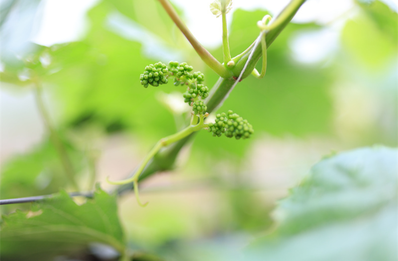 桂阳：“退伍老兵”袁春安成乡村振兴“排头新兵”