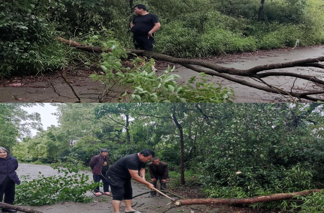 暴雨致树木倒伏阻断交通 村干部紧急除障保畅通