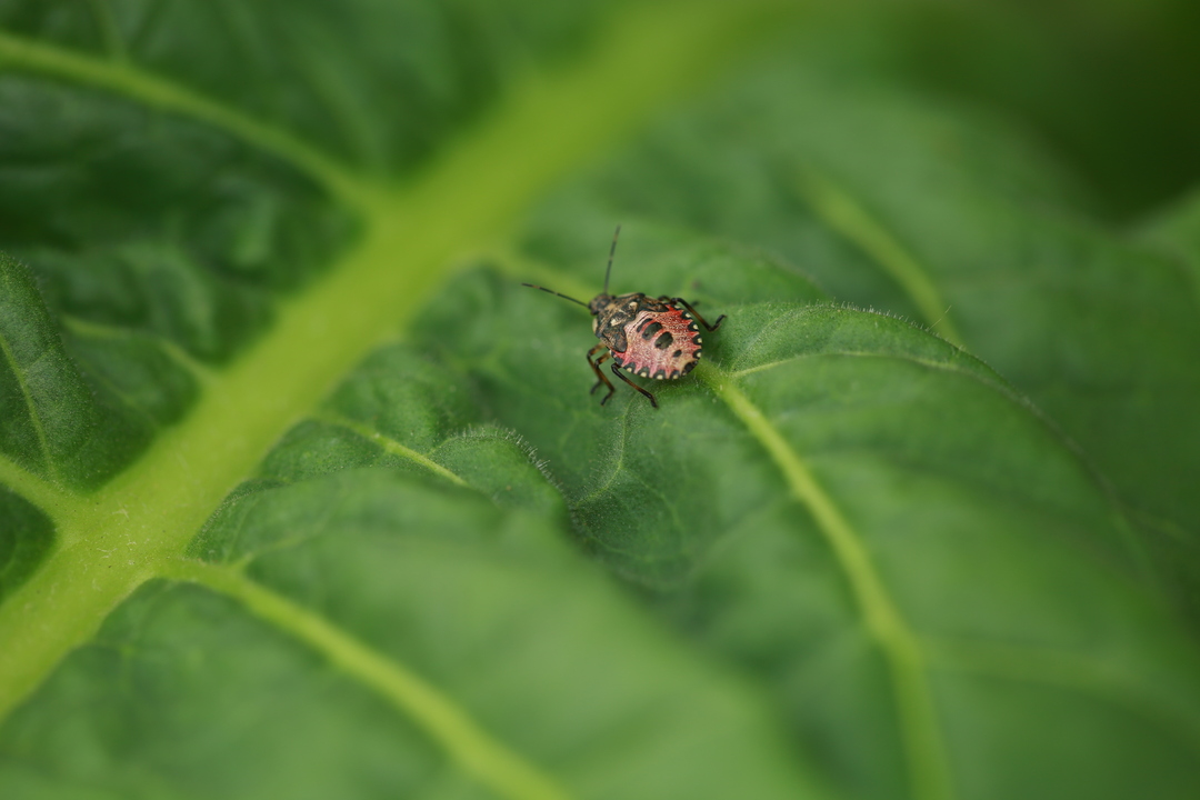 打好“发展六仗” | 40亿头“虫虫医疗队”全生命周期护农田