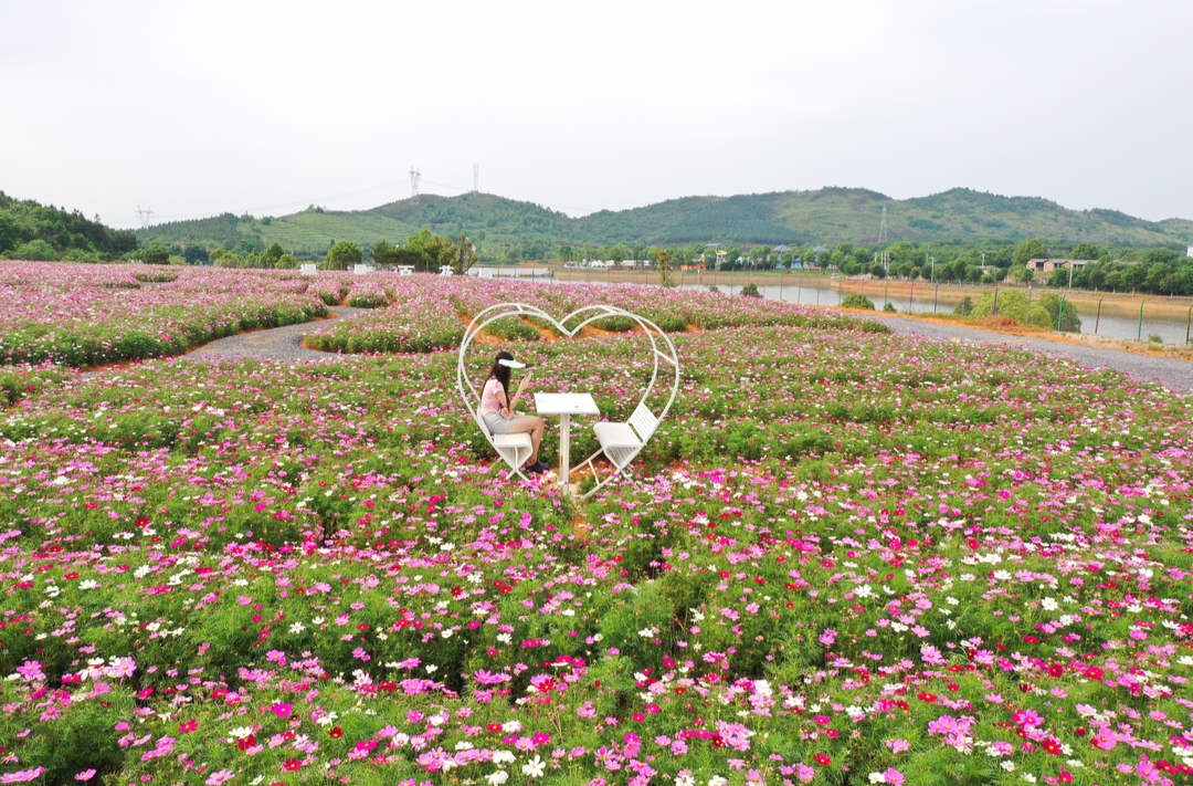 举全县之力 办好旅发会  | 多彩格桑花开成海 满目缤纷邂逅初夏