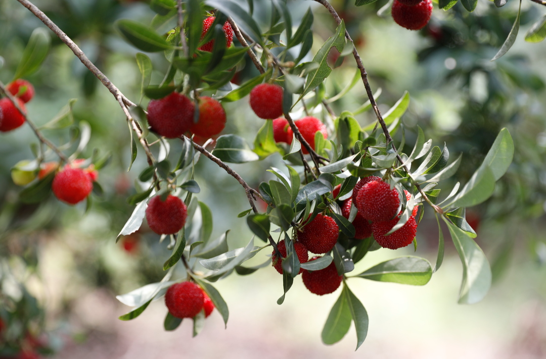 打好“发展六仗”  | 浩塘镇：六月杨梅满枝头  "采梅止渴"正当时