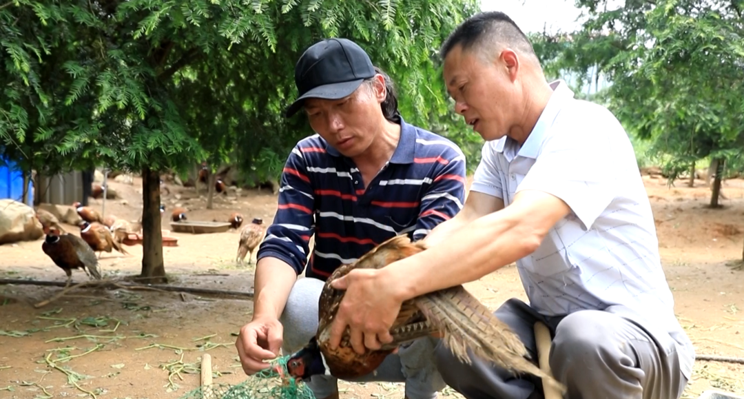 庆丰收  促和美 | 方元镇下廊村：林下新“鸡”遇  “啄”开致富门