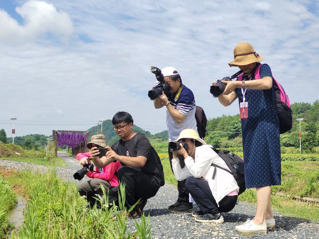 我县举行2023年“美丽乡村·多彩朝阳”之  燕山葵花季摄影采风活动