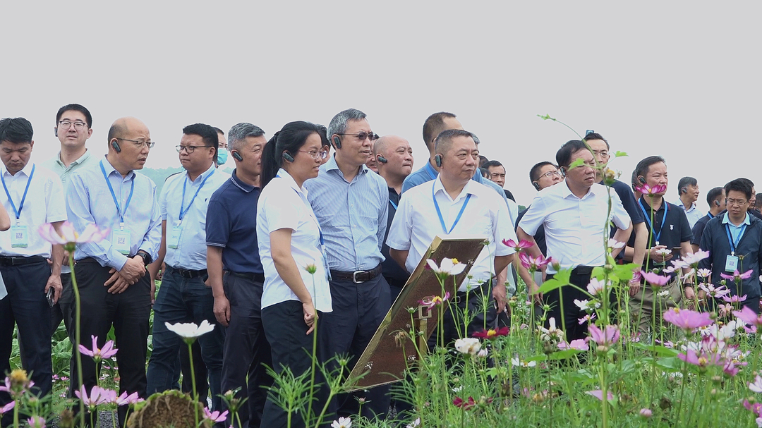 全国烟叶高质量发展现场会与会人员到我县现场观摩