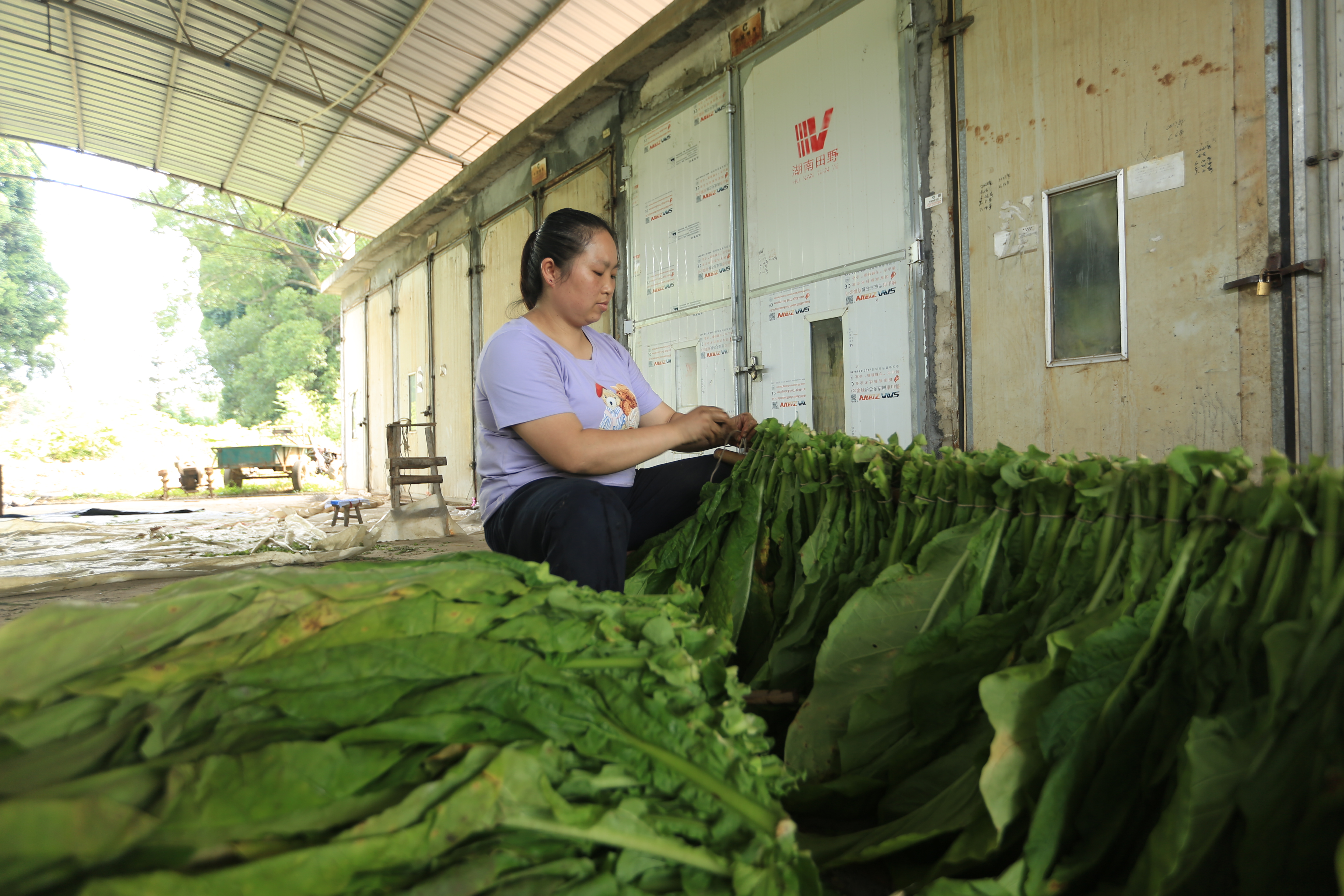 庆丰收  促和美 |  我县25万亩“金叶”成熟开烤   烟农赶“烤”忙