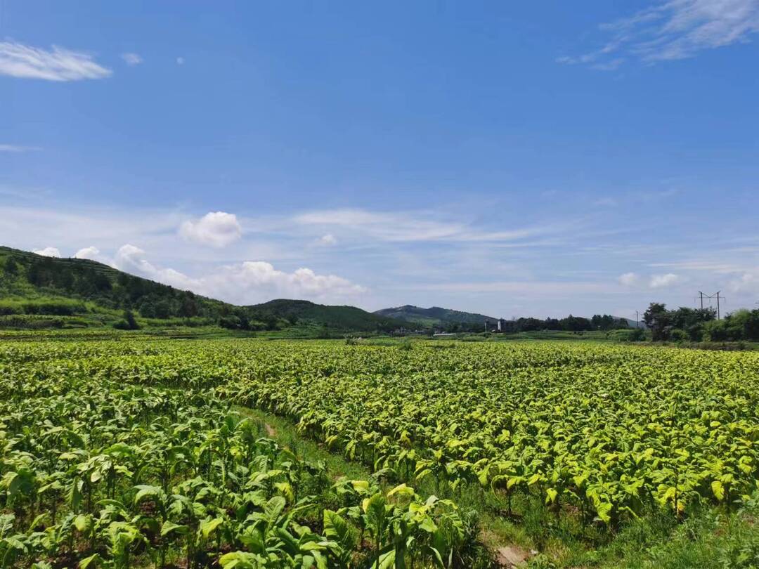 打好“发展六仗”  | “打工仔”变身“烤烟王”“烟稻轮作”助力乡村振兴