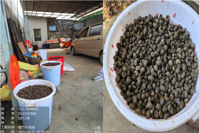 农业农村局开展“灭螺行动”