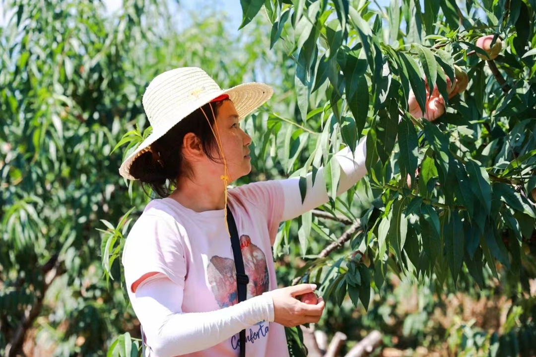 庆丰收  促和美 |  荷叶镇：“煤都”变“果乡”   高山脆蜜桃喜获丰收