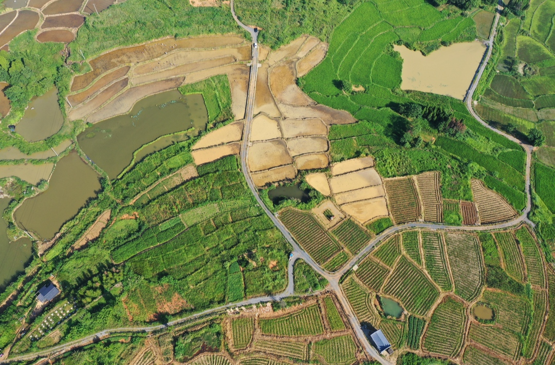 庆丰收  促和美 | 抢抓农时插晚稻 力争粮食稳产丰收