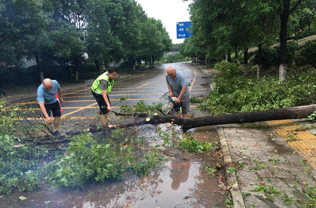 桂阳县樟市镇：暴雨致树木倒伏阻断交通 镇干部紧急清理保畅通