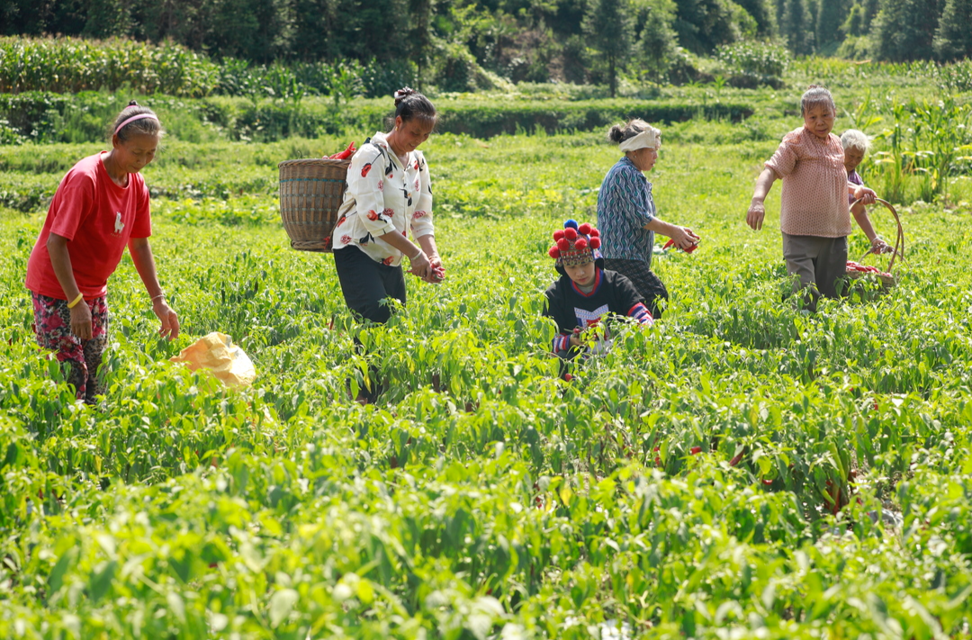 桂阳：瑶乡深处辣椒红 “火辣”产业绘就致富路