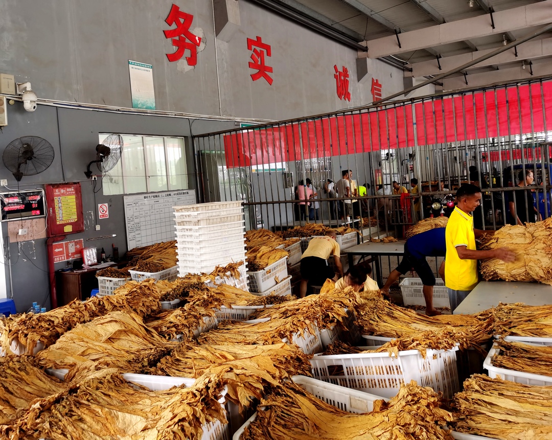 桂阳:65.6万担“金叶子”上秤收购 烟农收入可达14亿元