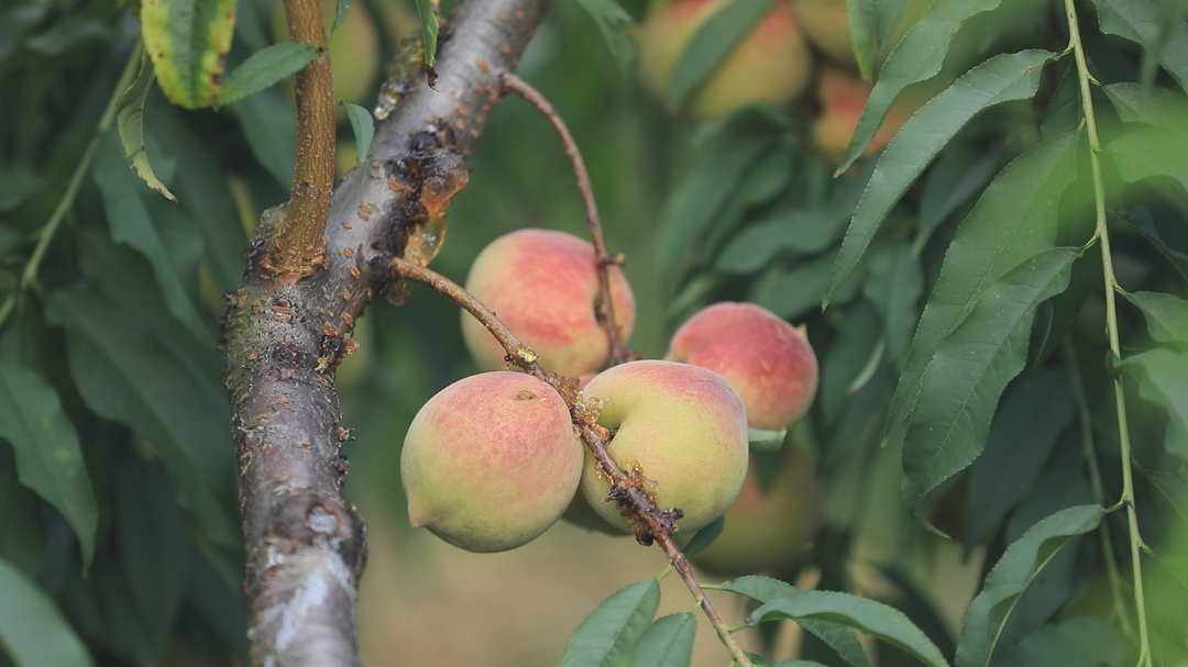 桂阳：“共富农场”鹰嘴桃迎丰收 乡村振兴“结硕果”